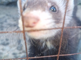 Ferrets 8 weeks old. Well handled.