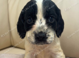 Cocker spaniel puppies