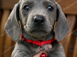 Stunning litter of Dachshunds