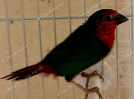 Red Parrot Finches
