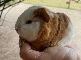 Quality Pedigree Swiss Guinea Pigs