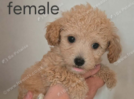 READY NOW! poochon pups