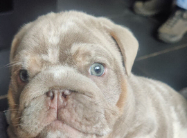 Quality bulldogs