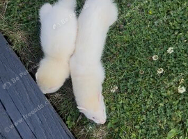 Free ferrets