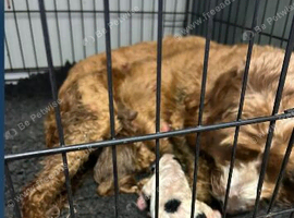 Cockapoo puppies for sale