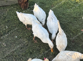 4 x white appleyard ducks