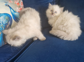 2 female ragdoll kittens