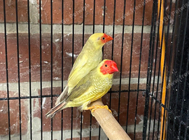 Pair of Star finches