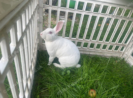 Standard Rex REW White Ermine Buck - 10 Months Old - Looking for a New Home
