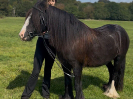 For sale Samantha 5yo mare