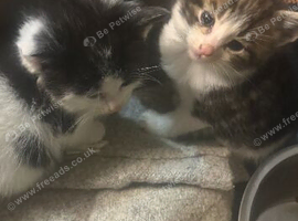 Beautiful kittens for sale