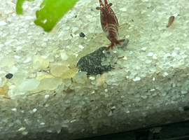 Shrimp