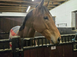 Lovely TB perfect all rounder