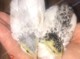 SEXED QUAILS/CHINESE PAINTED BUTTONS !