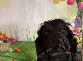 Cocker spaniel