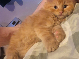 Ragdoll x kittens