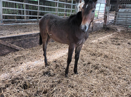 Apploosa filly reduced