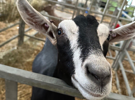 British Alpine goat