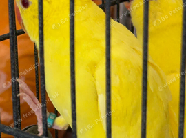 Handreared and SillyTame Lutino Ringneck Babies