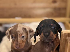 Miniature Dachshund Pups Available- Ready 3rd June
