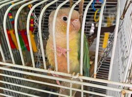 Green cheek conure