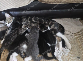 3 beautiful kittens looking for their new home