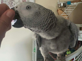 Young male African grey