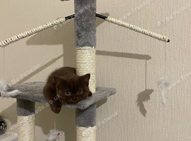 Chocolate British shorthair