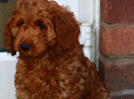 Cockapoo fully vaccinated