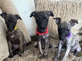 Whippet puppies available