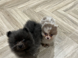 Pomeranian puppy's for sale