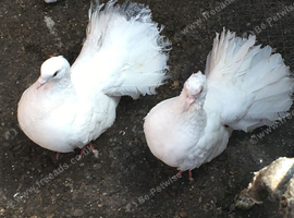 Fantails