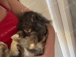 Rabbits