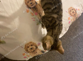 Tabby