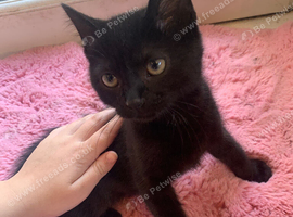 Kitten for rehoming.