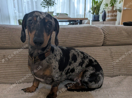 LOOKING FOR A STUD DOG - MINIATURE DACHSHUND (GLASGOW)