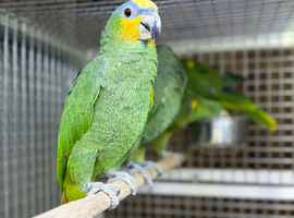 Orange winged Amazon