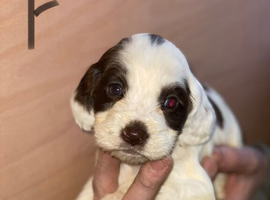 puppie