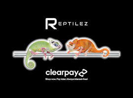 CHAMELEONS