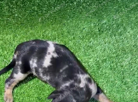 Merle Doberman puppies available