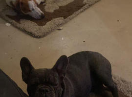 5 months old frenchie