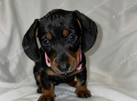 5 miniature dachshunds