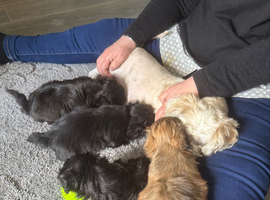 Shih Tzu puppy