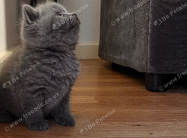 BSH blue