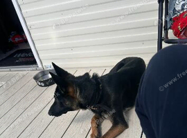 Belgian malinois