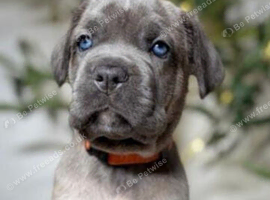 Majestic Cane Corso Puppies Ready For Forever Homes