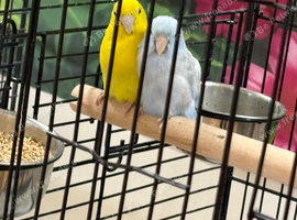 Baby parrotlets Glasgow