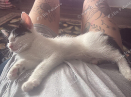 2 month old gorgeous boy