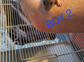 Baby male dumbo/rex rats