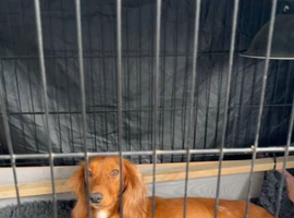 7 working cocker spaniel puppies